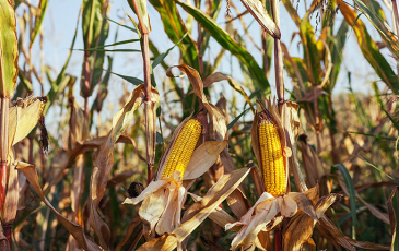 Corn plant in a field