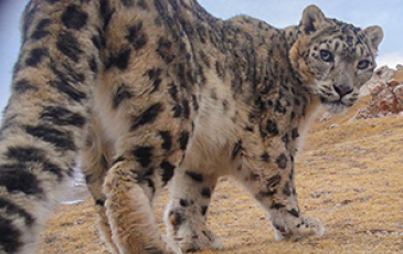 A camera trap caught an image of a snow leopard in China. (Photo by Shanshui/Panthera/Snow Leopard Trust)