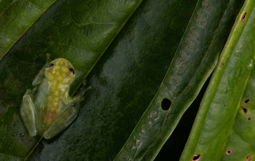 An aerial-view closeup image of a glass frog sitting on a leaf