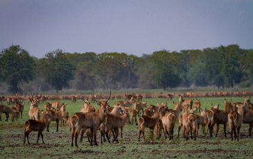 Waterbuck antelope in Gorongosa National Park