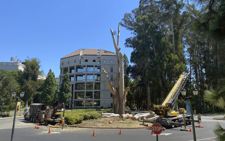 Image of eucalyptus tree being taken down