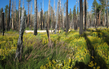 Severe fire cleared an area of forest in the Illilouette Creek basin in Yosemite National Park.