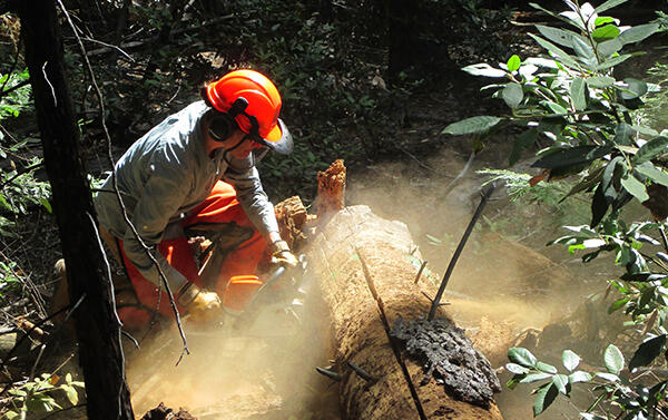 Forestry student in the field