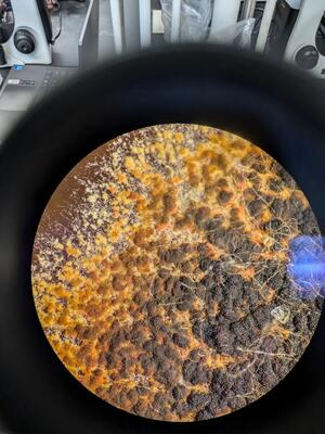 A photo of microscope