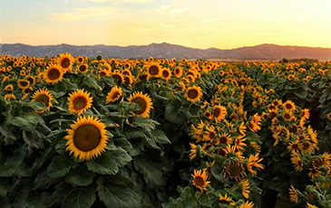 How Sunflowers Move to Follow the Sun | UC Berkeley ...