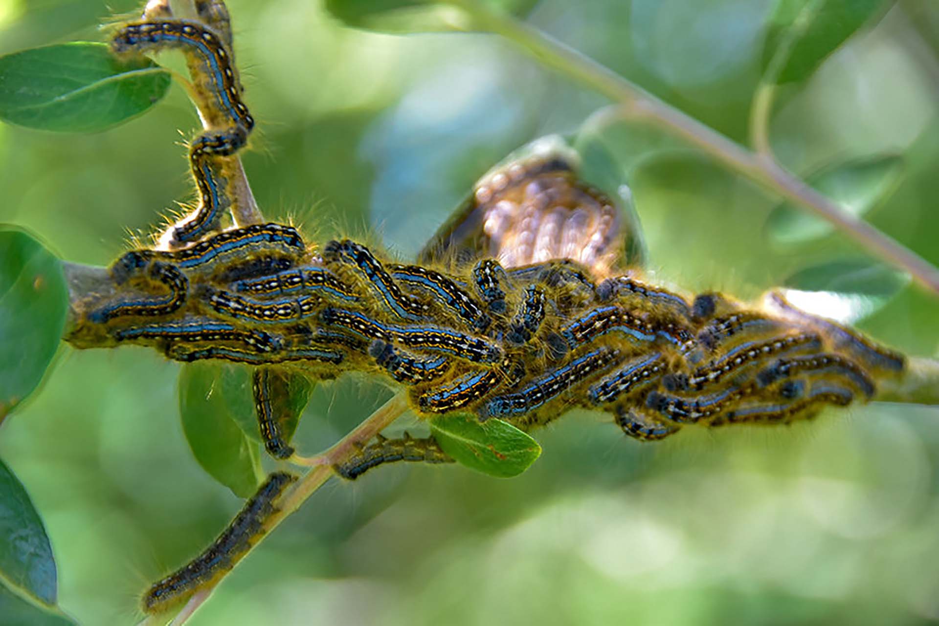 Dozens of caterpillars occupying a green branch