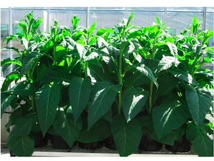 Tobacco plants