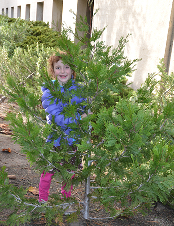 Holiday trees for sale