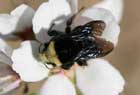 A native bee in California