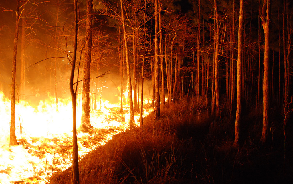 Image of a wildfire