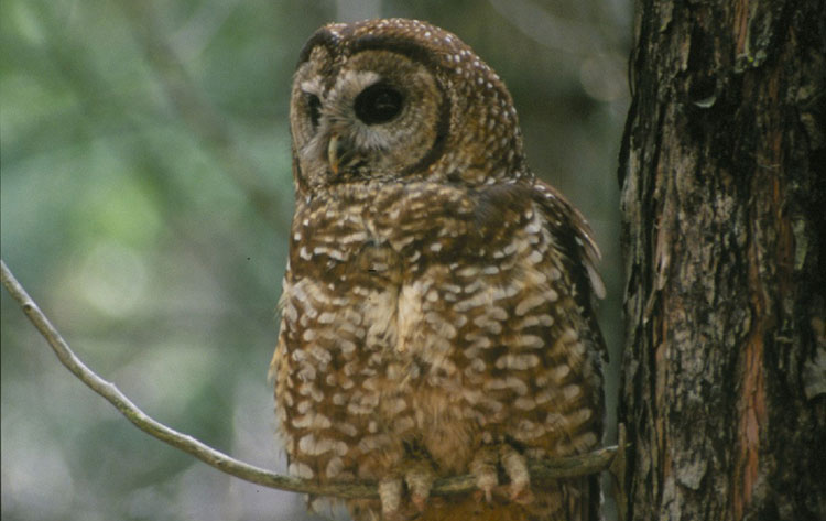 A spotted owl sitting in a tree