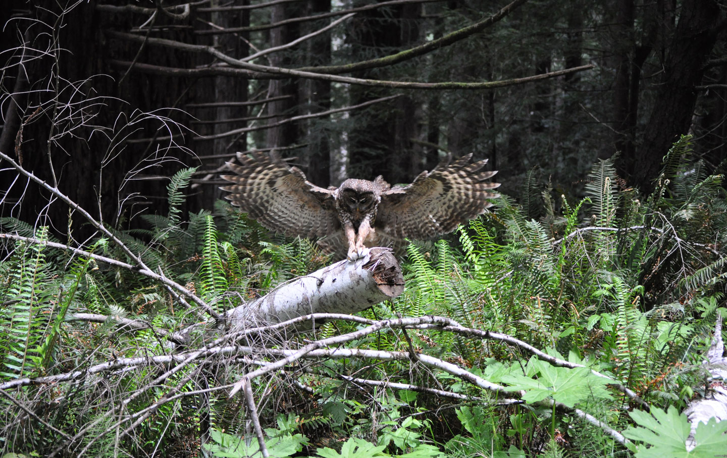 image of spotted owl