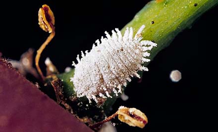 wv_2010-10-19_Mealybug.jpg