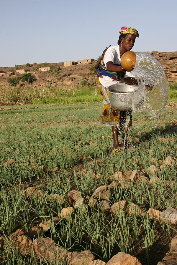 A Dogon woman in Mali waters her onion garden