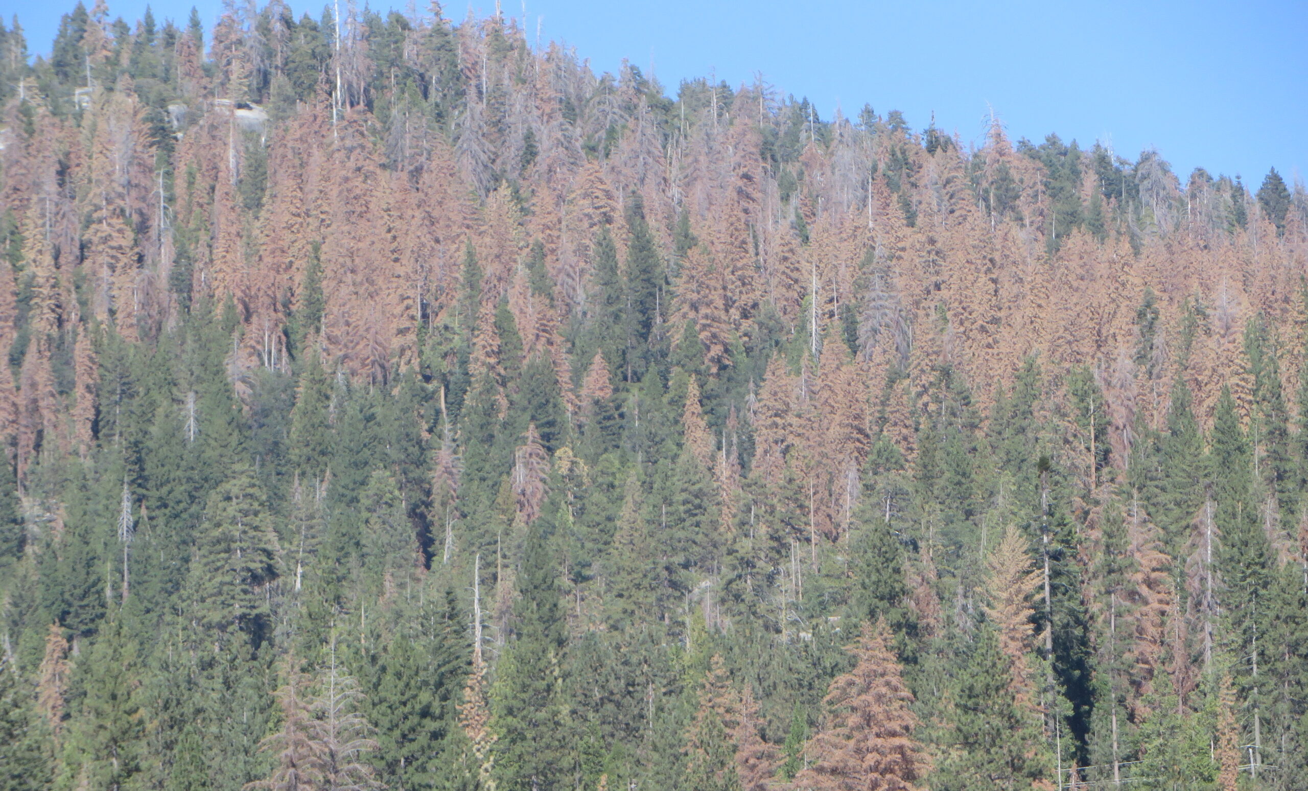 Tree mortality in mixed-conifer forest at Shaver Lake, 2016.