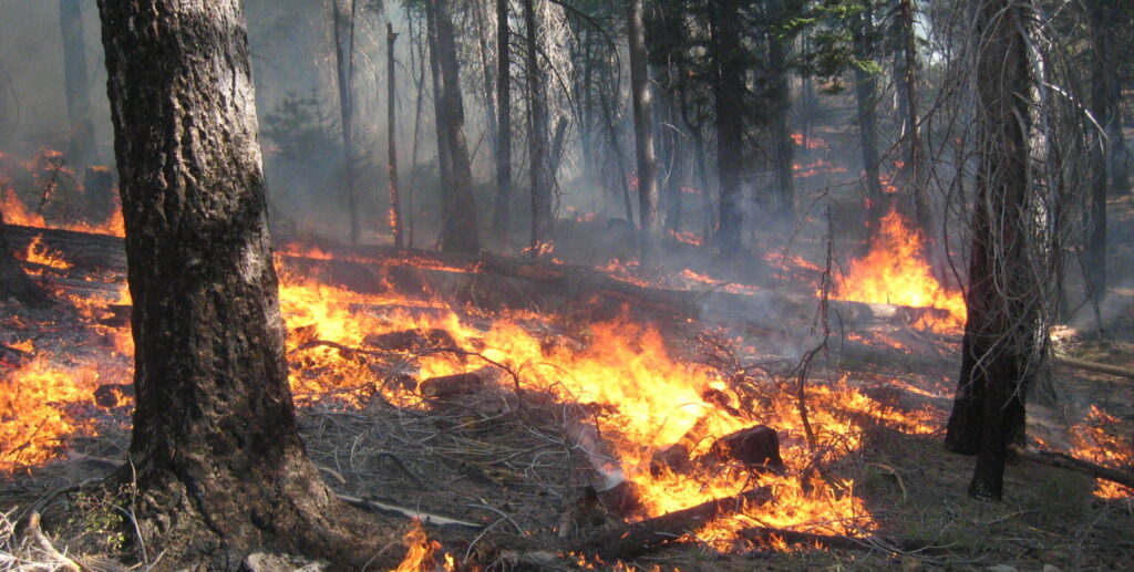 Controlled burn in forest understory.