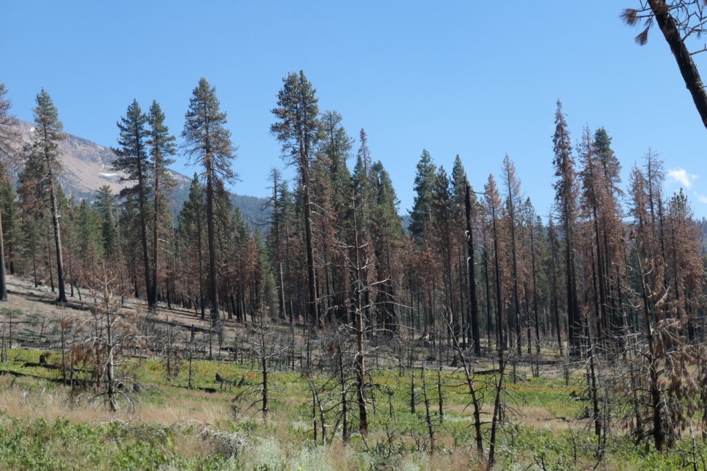 Burned area after Red Fire in Yosemite National Park, by east grinding rock.