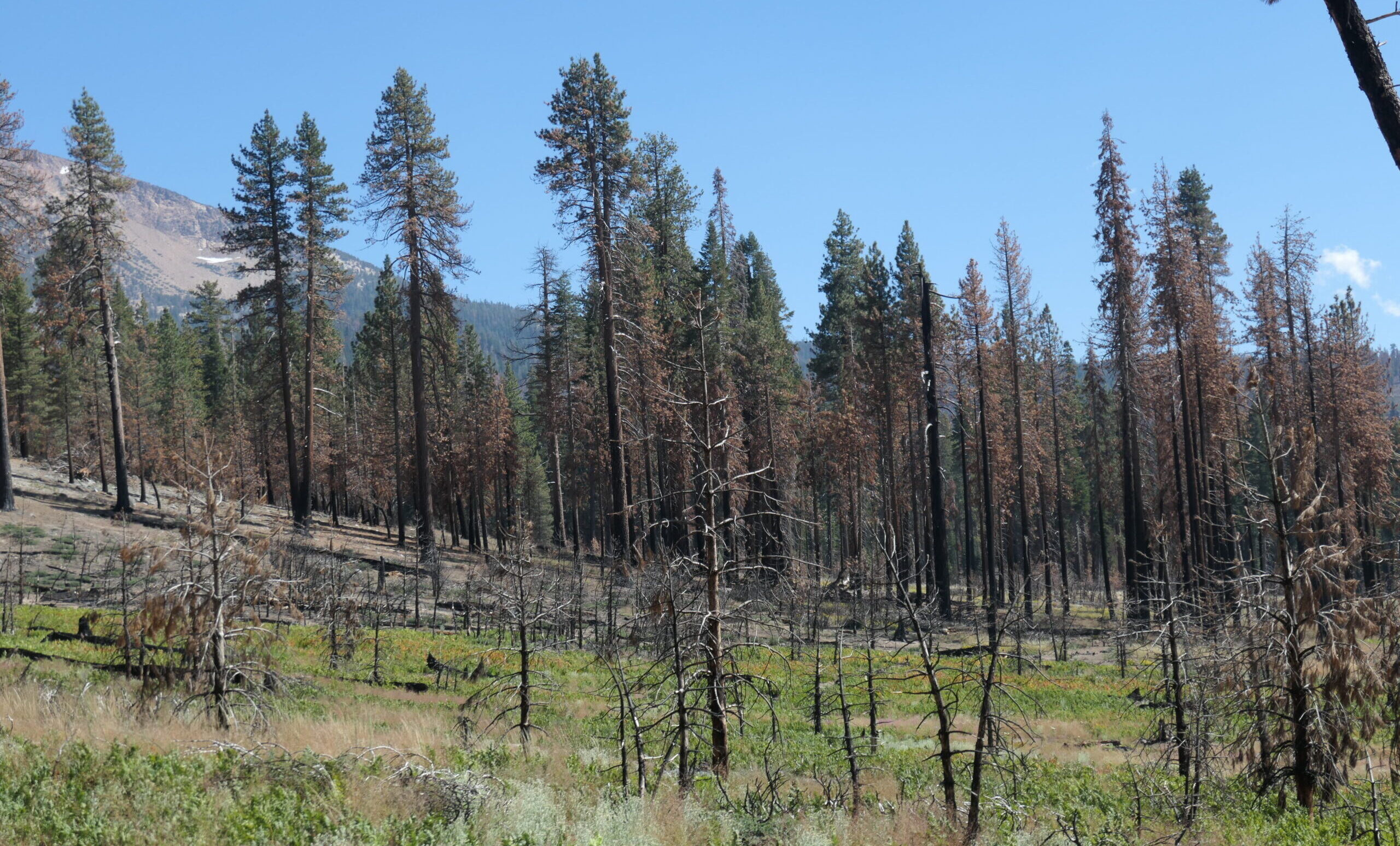 Burned area after Red Fire in Yosemite National Park, by east grinding rock.