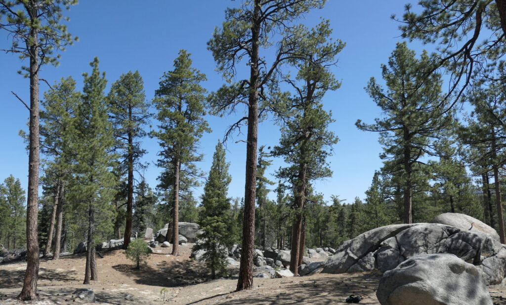 Open Jeffrey pine forest in Sierra San Pedro Mártir National Park, Mexico.