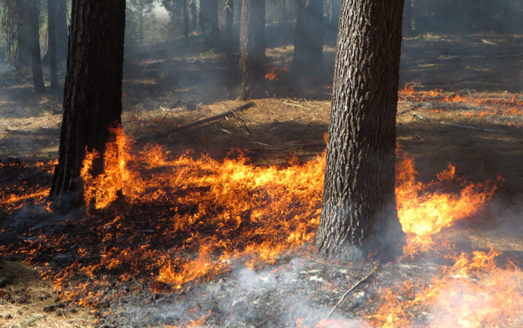 Controlled burn in forest understory.