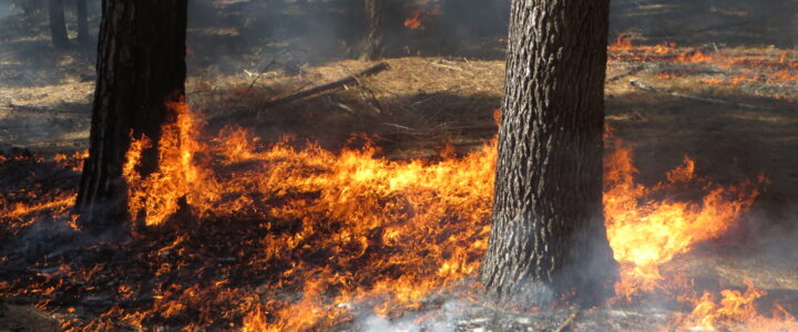 Controlled burn in forest understory.