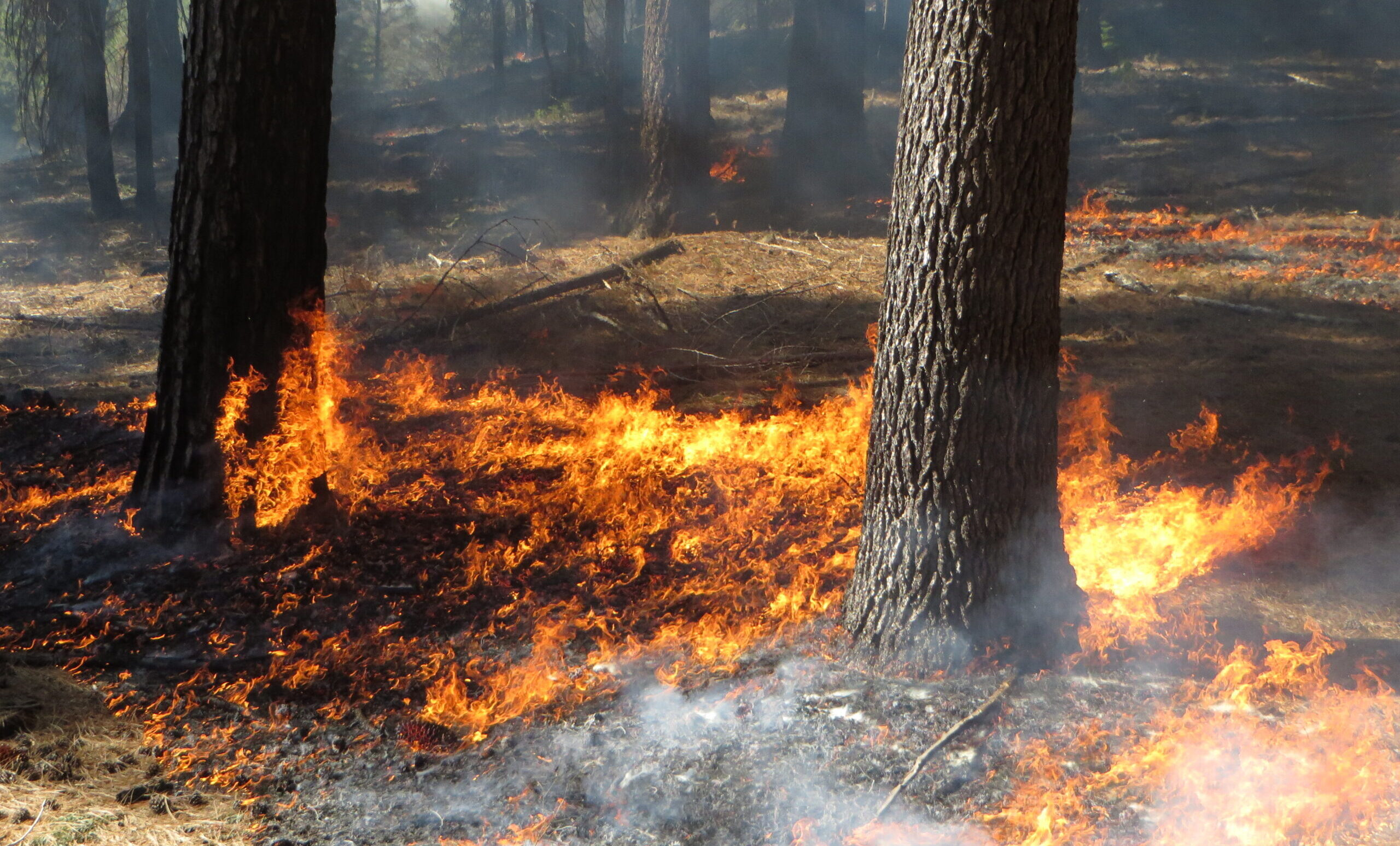 Controlled burn in forest understory.