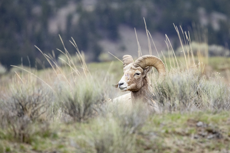 Bighorn sheep lying down in Yellowstone National Park