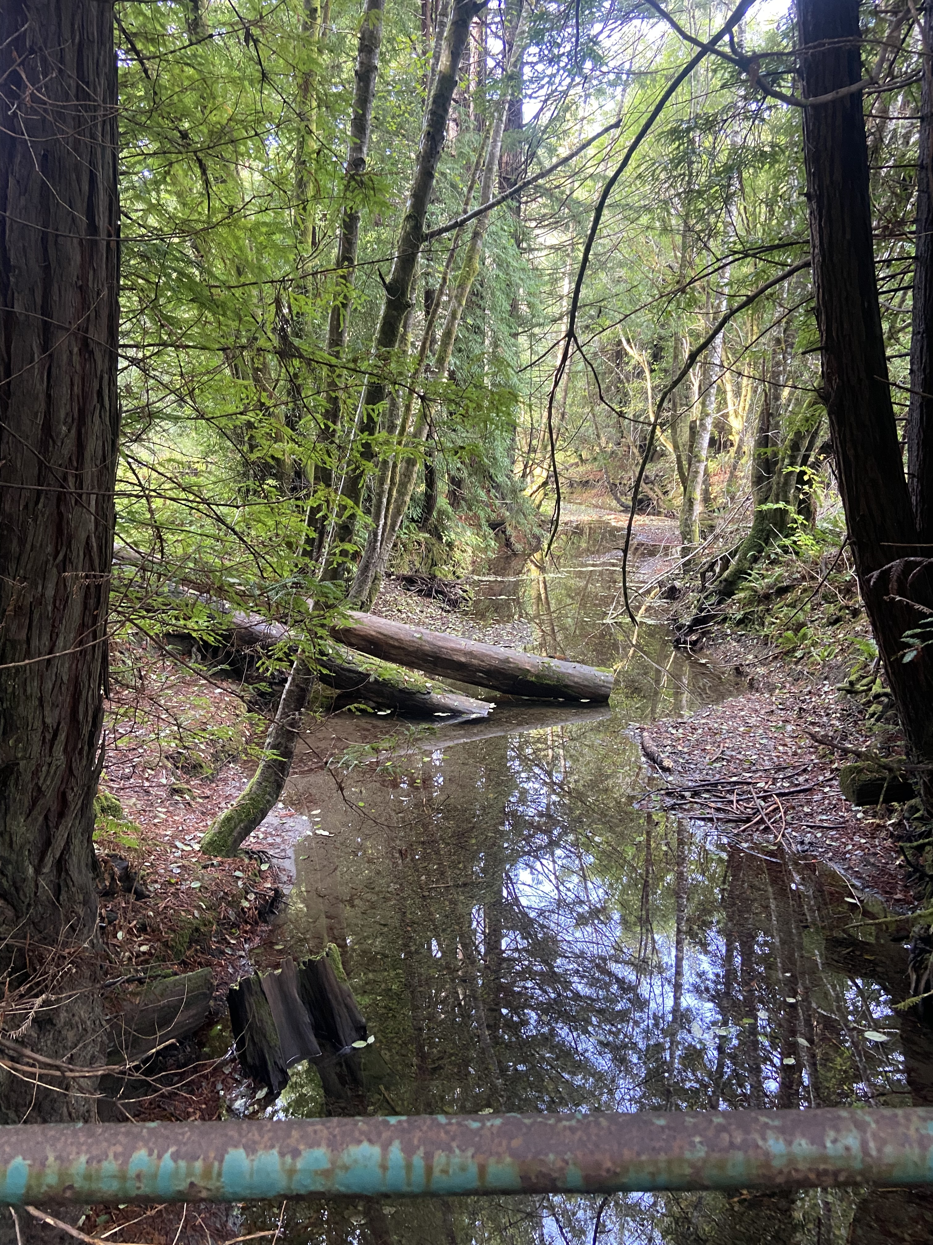 Mariska Obedzinski inspects a PIT antenna--used to track juvenile salmon movement-- during high flows in lower Willow Creek. 