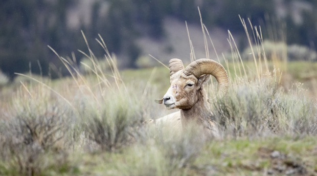 Bighorn sheep lying down in Yellowstone National Park