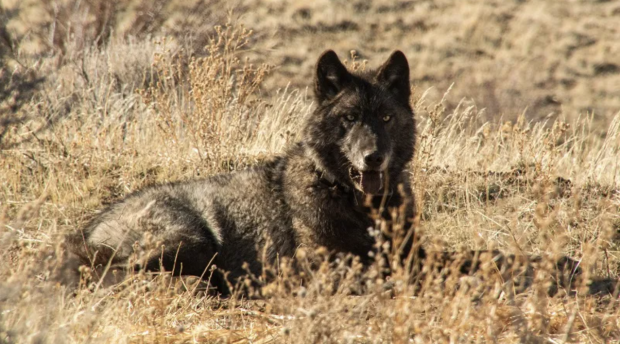 CA wolf, courtesy of Berkeley Wildlife