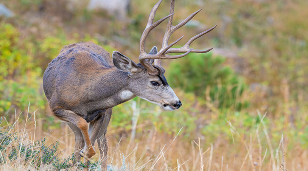 Image of mule deer buck