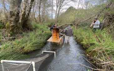 Biologists from Sonoma Water operate a trap to capture, identify, and measure juvenile salmon smolts during their seaward migration from Willow Creek. 