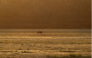 A red wolf roams across the Alligator River National Wildlife Refuge as the sun sets, Thursday, March 23, 2023, near Manns, N.C. (AP Photo/David Goldman, File)