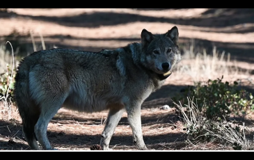 CA wolf, courtesy of CA Fish & Wildlife