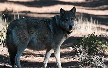 Image of a gray wolf