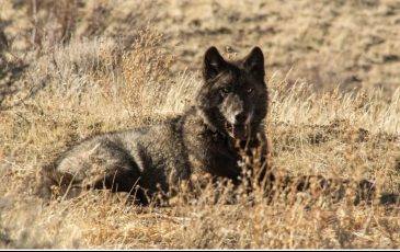 CA wolf, courtesy of Berkeley Wildlife