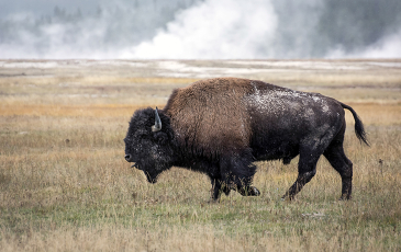 Image of a bison near Yellowstone National Park