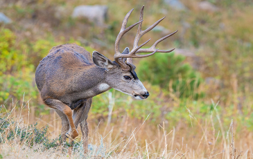 Image of mule deer buck