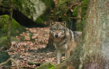 Image of a gray wolf