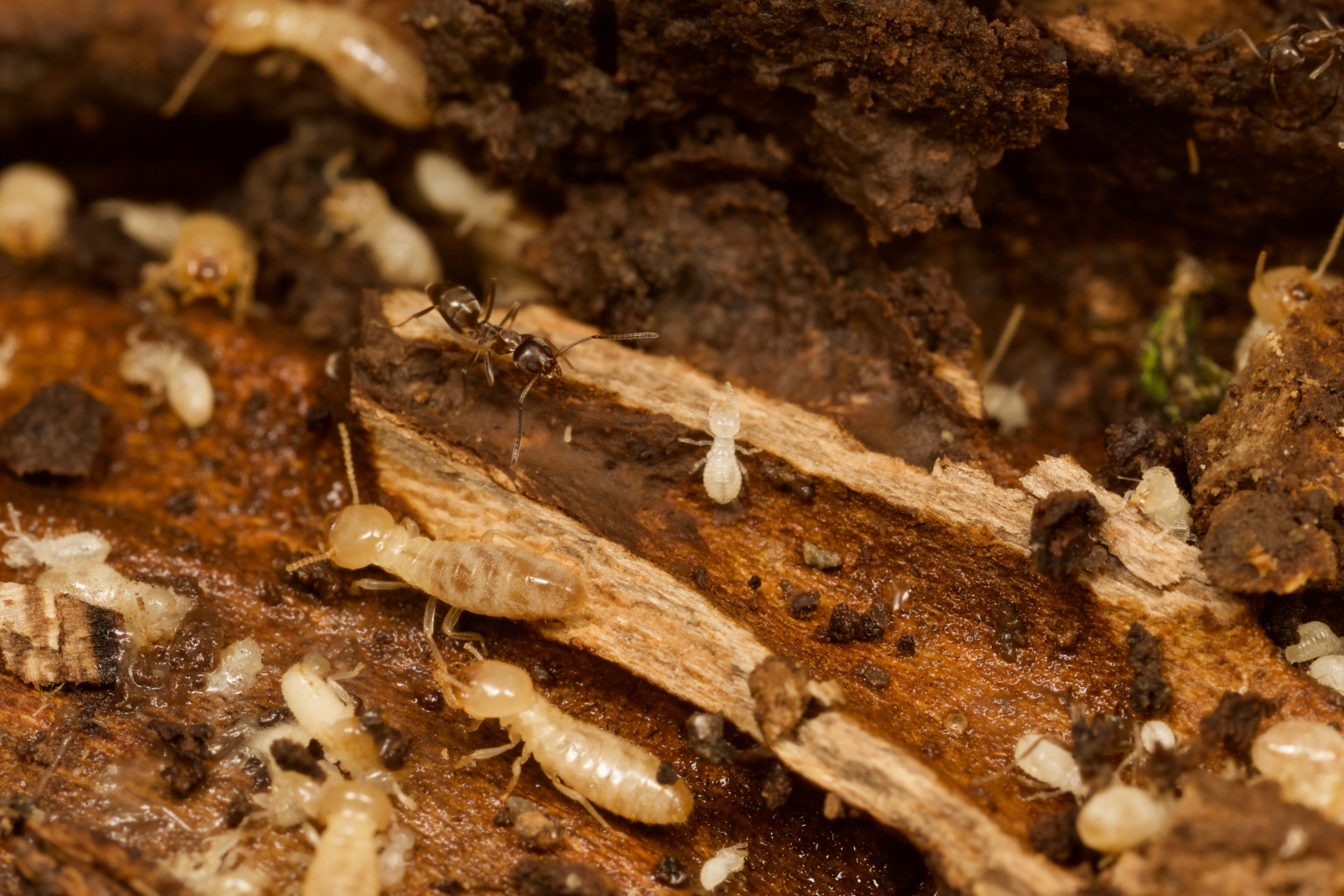 Argentine ants cohabiting with termites
