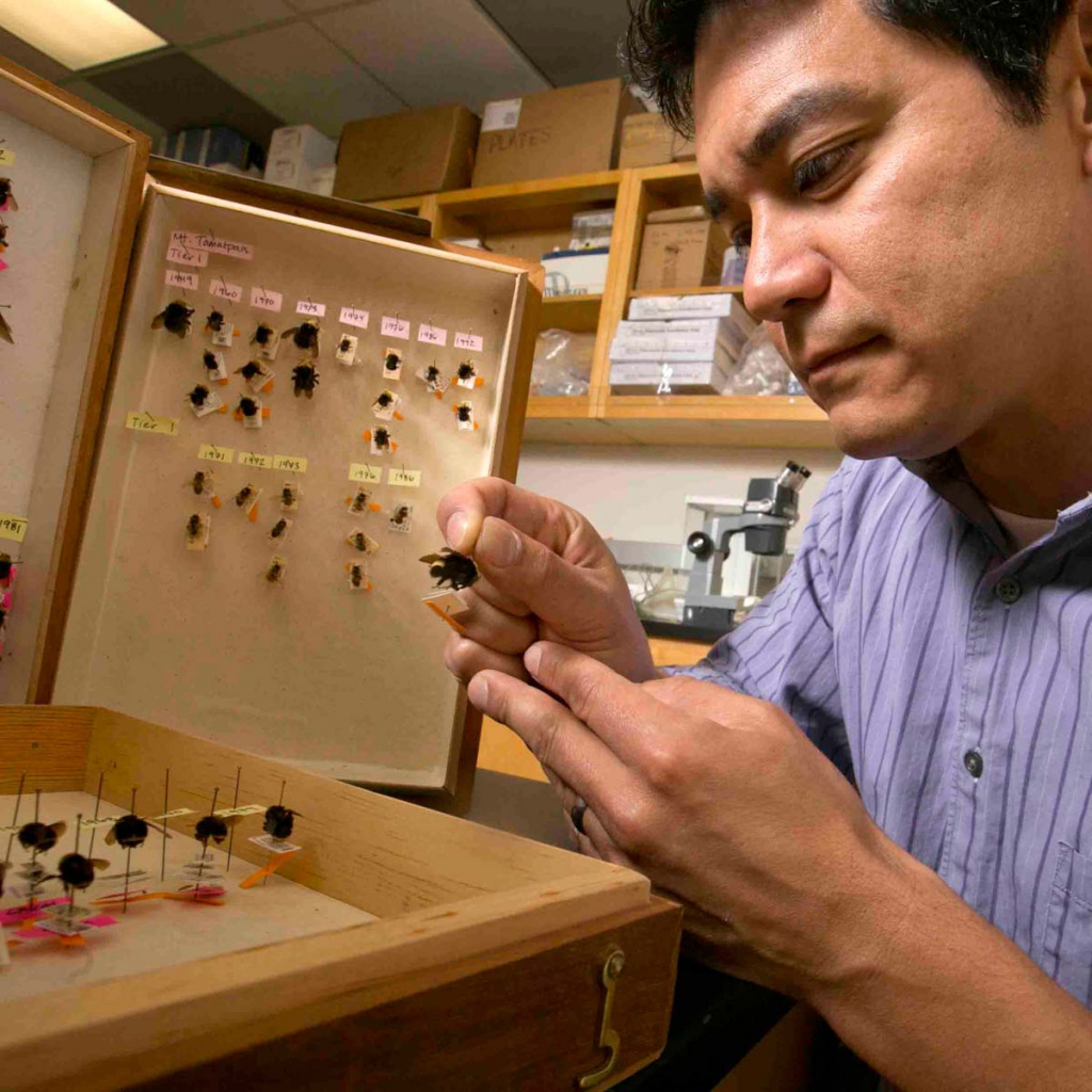 Neil Tsutsui investigating bumble bees