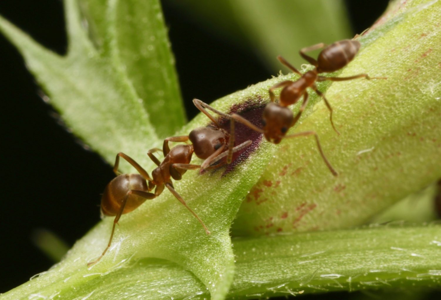 Argentine ants spotted during the City Nature Challenge 2019