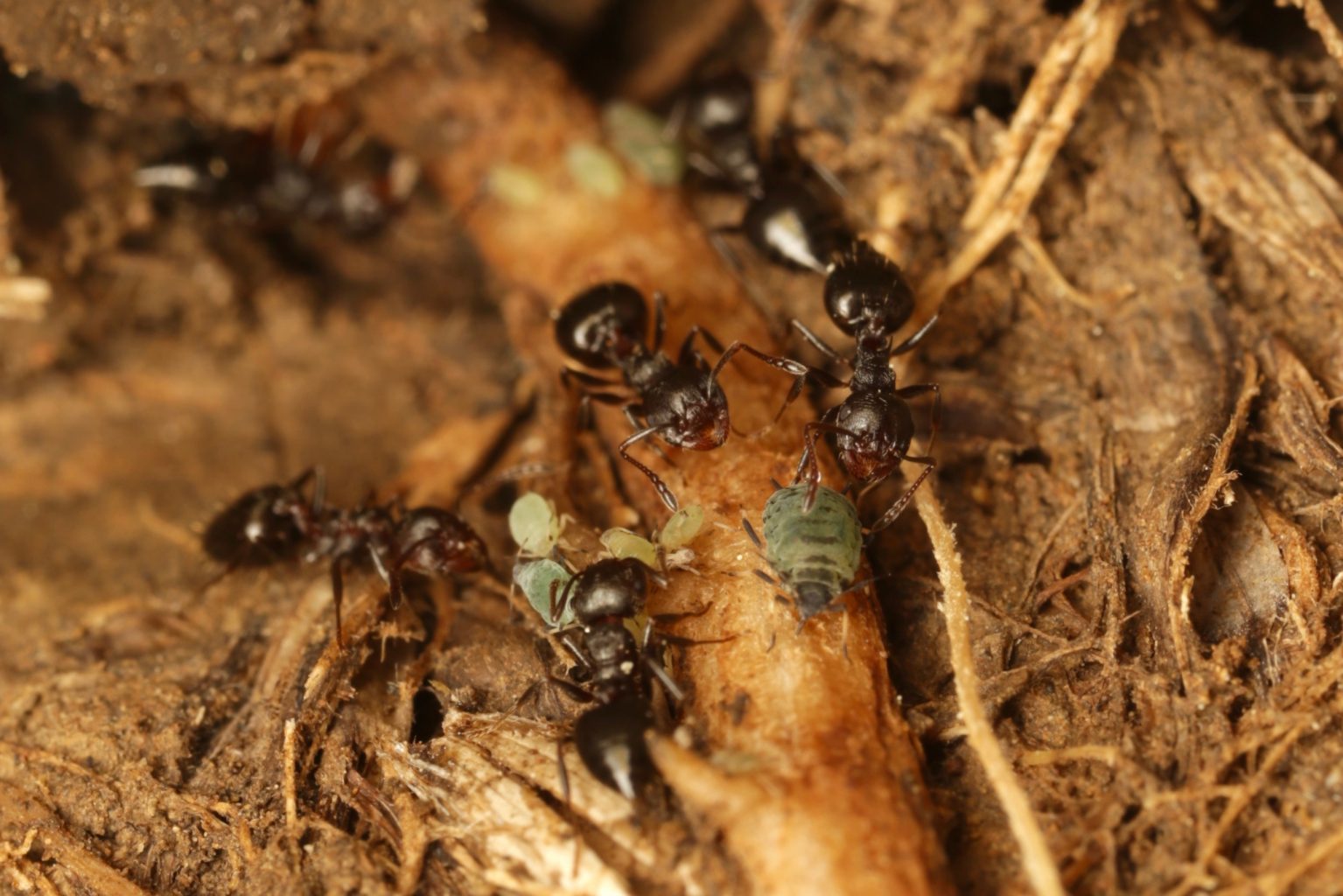 Crematogaster (acrobat) ants tending aphids