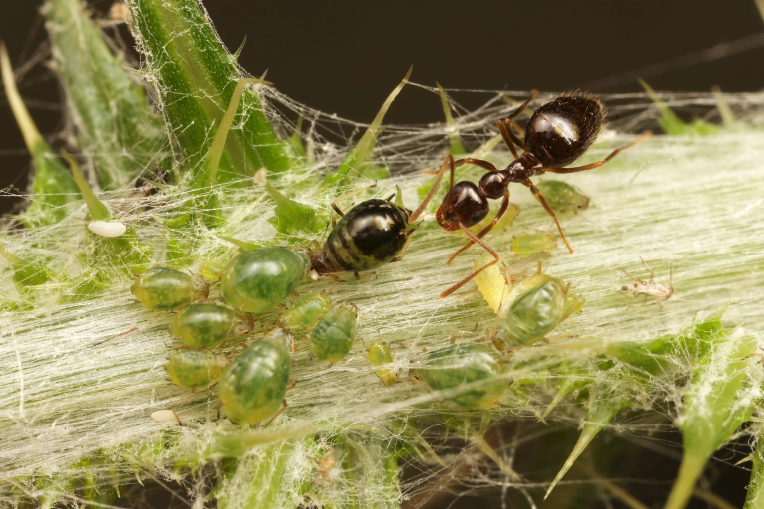A Prenolepis (winter) ant tending aphids