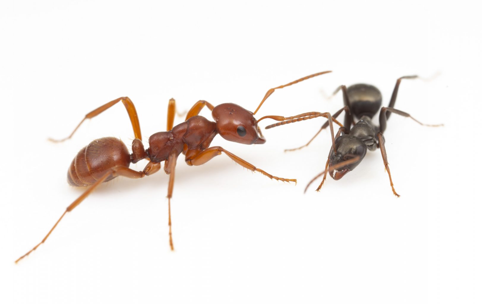 The kidnapper ant Polyergus mexicanus (left) and its Formica host worker