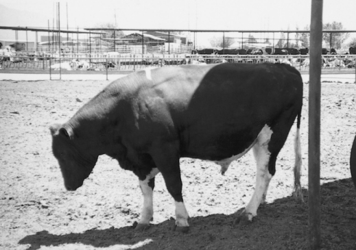 How to determine if cattle are bulls, steers, cows or heifers