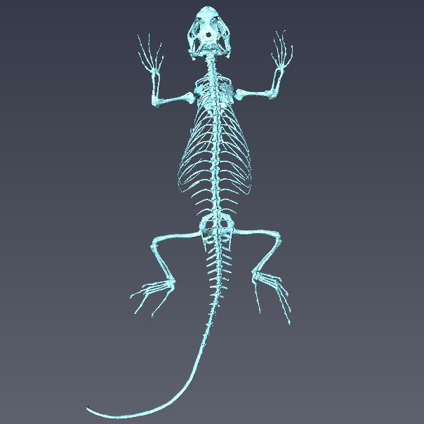 Sceloporus occidentalis CT scan