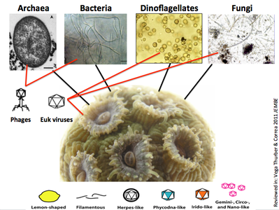 Corals host diverse microbial communities