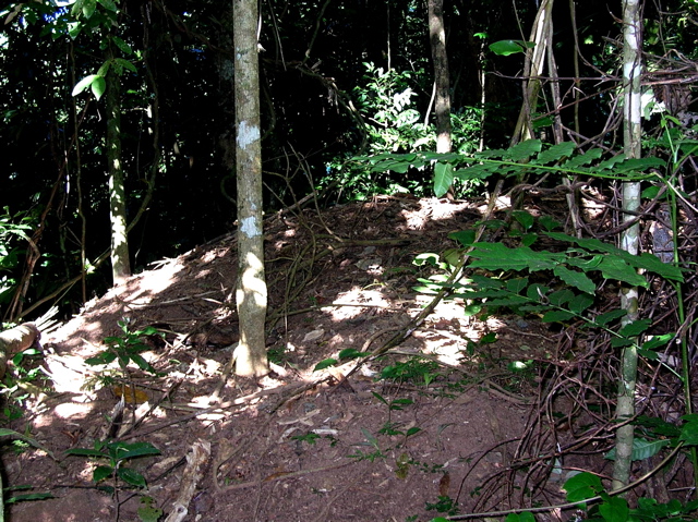 Scrubfowl mound