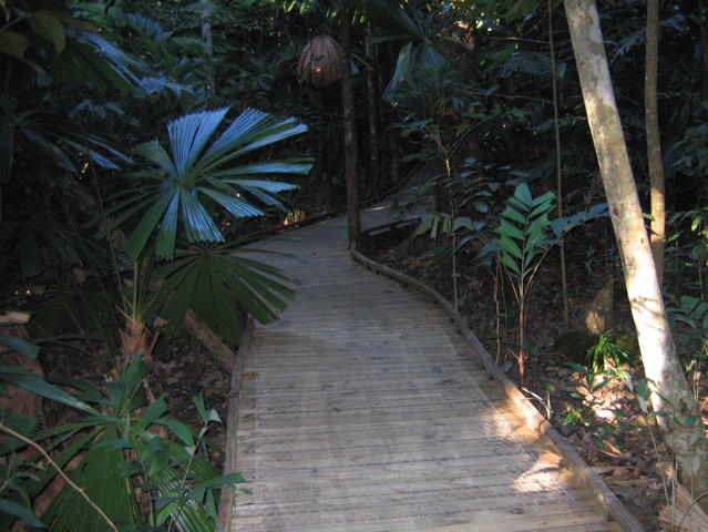 Deeper into the rainforest